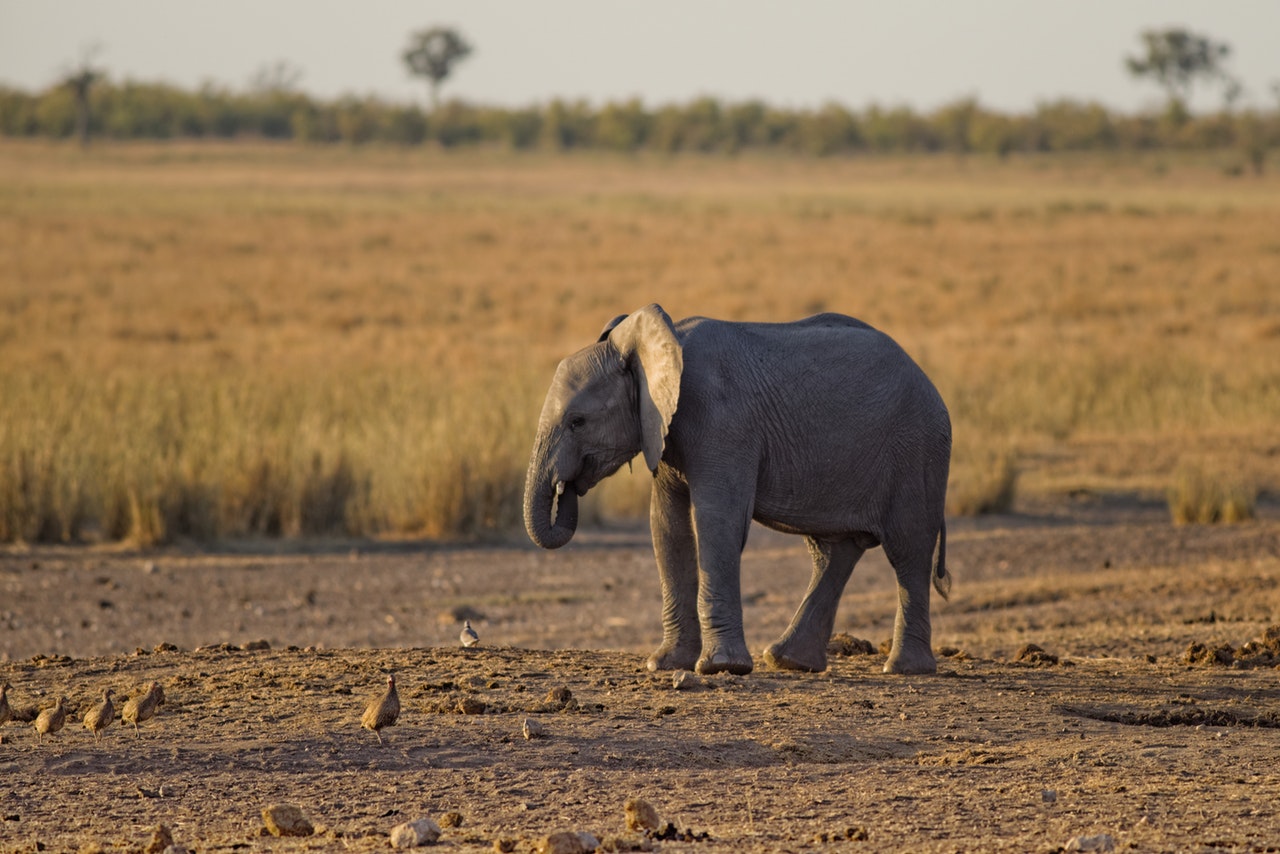 elephant.jpeg elephant.jpeg